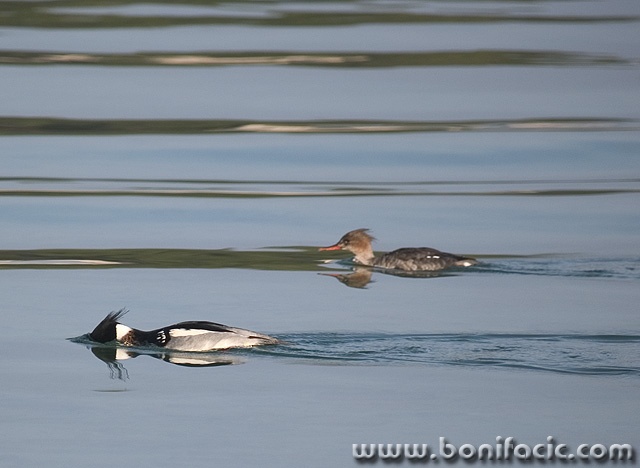 animals___Free Style___Punat, Croatia.
