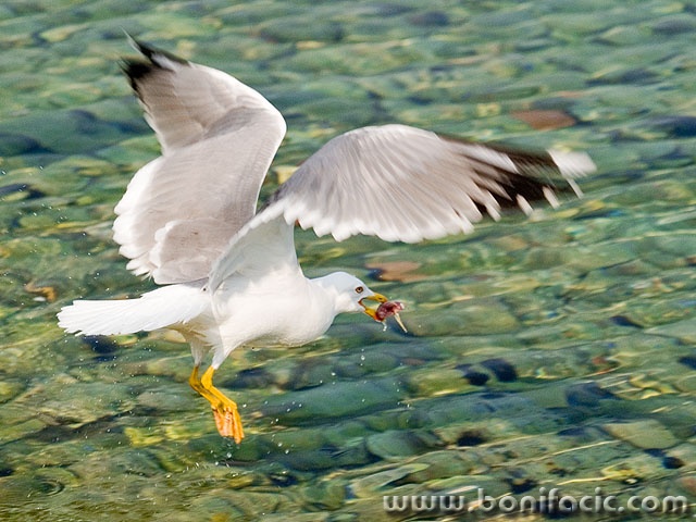 animals___Full Stem___Klenovica, Croatia.