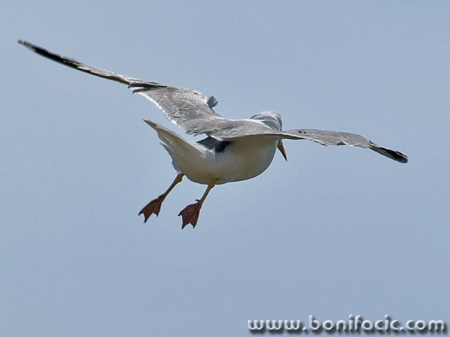 animals___Gone With The Wind___Cres, Croatia.