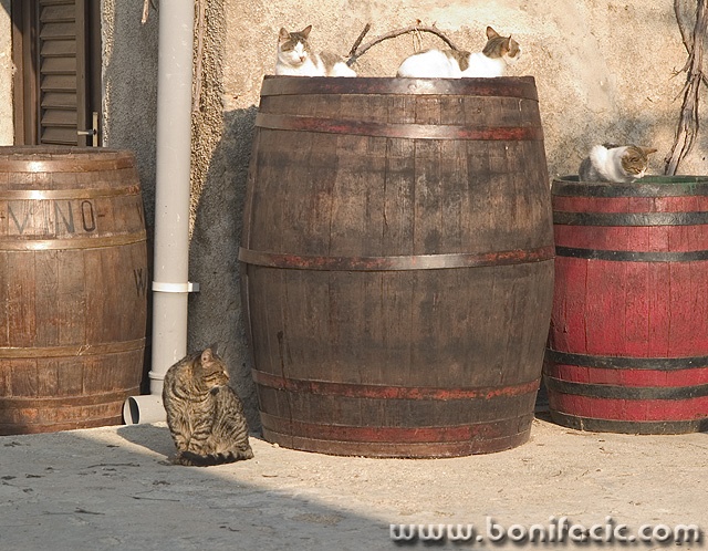 animals___Hard Drinkers___Baska, Croatia.