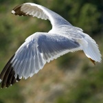 animals___Headless___Cres, Croatia.