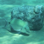 animals___Hiding___Sveti Marak, Croatia.