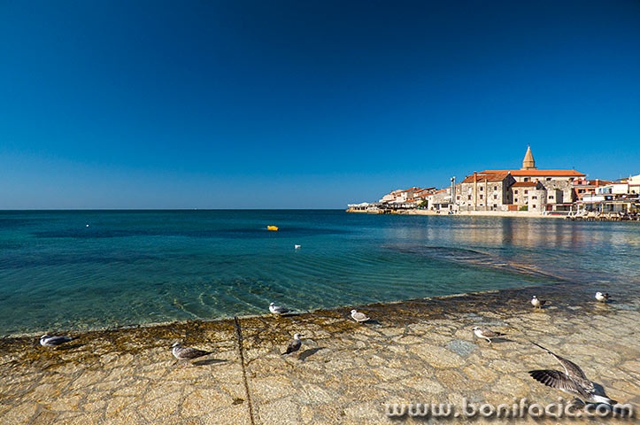 umag53mal