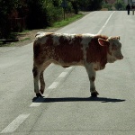 animals___Holy Cow___Lika, Croatia.
