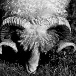 animals___Horn___Josipdol, Croatia.