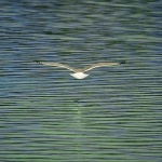 animals___Icarus___Punat, Croatia.