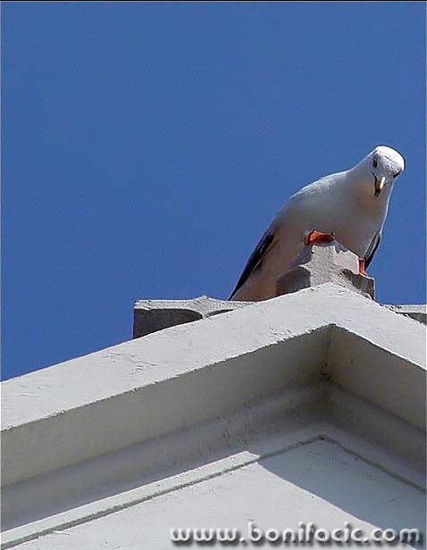 animals___Hello There___Baska, Croatia.