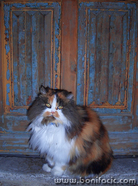 animals___Hippy___Vrbnik, Croatia.