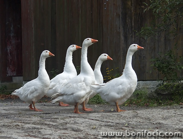 animals___Hypnotised___Vera, Croatia.