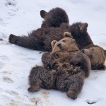 animals___Inactivity___Kuterevo, Croatia.