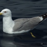 animals___Interval___