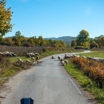 hkosinj36mal