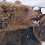 animals___Jaws___Kuterevo, Croatia.