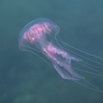 animals___Jellfish___Mali Losinj. Croatia.