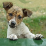 animals___Kiki___Josipdol, Croatia.