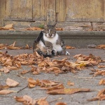 animals___Kiss My...___Motovun, Croatia.