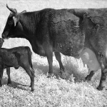 animals___Kiss___Punat, Croatia.