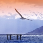 animals___Landing___Baska, Croatia.