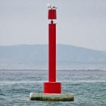 animals___Lantern Maintenance___Punat, Croatia.