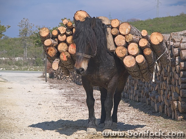 animals___It___Island Krk, Croatia.