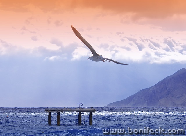 animals___Landing___Baska, Croatia.