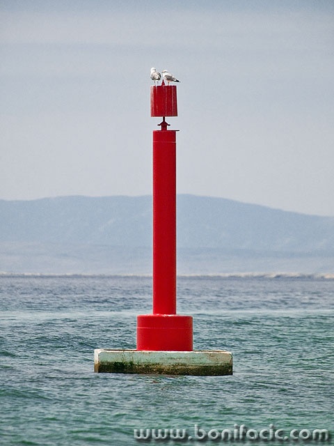 animals___Lantern Maintenance___Punat, Croatia.