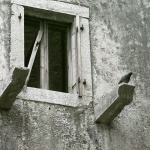 animals___Last Lodger___Punat, Croatia.