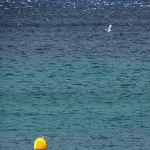 bovegalebmoregalun1mal