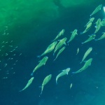 animals___Lectureship___Mali Losinj, Croatia.