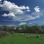 animals___Light Hearted___Kampelje, Croatia.