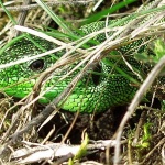 animals___Lizard___Josipdol, Croatia.