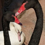 animals___Love Triangle___Hammamet, Tunisia.