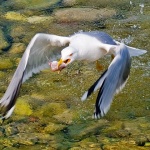 animals___Lunch___Klenovica, Croatia.