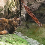 animals___Marine Cat___Baska, Croatia.