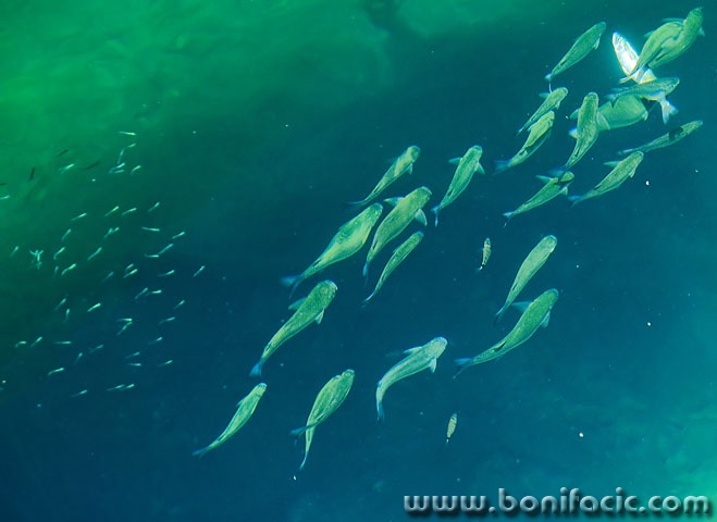 animals___Lectureship___Mali Losinj, Croatia.