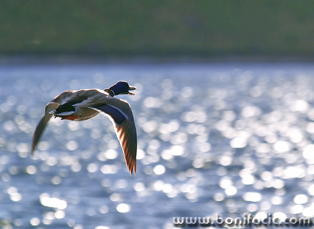 animals___Loud Flight___Ogulin, Croatia.