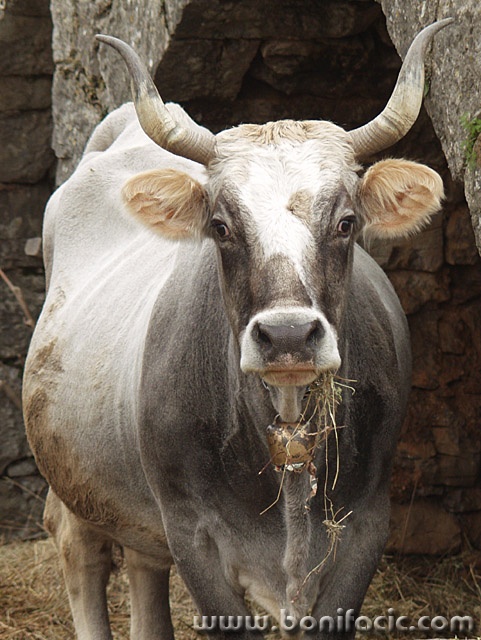animals___Lunch Time___Muraj, Croatia.