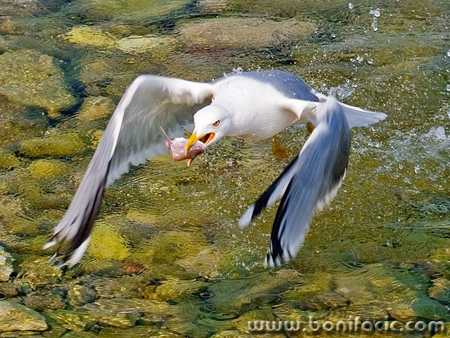 animals___Lunch___Klenovica, Croatia.