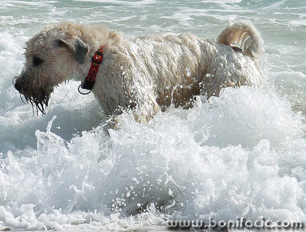 animals___Marine Lover___Baska, Croatia.