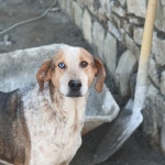 animals___Mason___Kotli, Croatia.