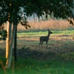 animals___Morning Walk___Djurdjevac, Croatia.