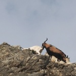 animals___Mountaineers___Novi Vinodolski, Croatia.