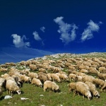 animals___Mutton___Alan, Croatia.