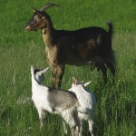 animals___Nanny - Goat___