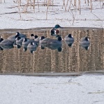 animals___Oasis___Svica, Croatia.