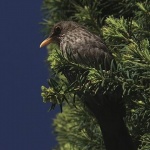 animals___Observant___Bled, Slovenia.