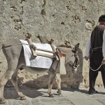 animals___One Donkey Power___Krk, Croatia.
