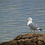animals___Onlooker___Punat, Croatia.