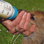 animals___Orphan___Josipdol, Croatia.