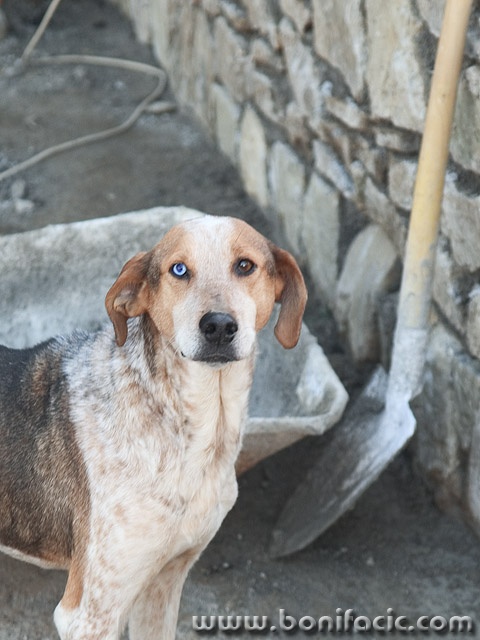 animals___Mason___Kotli, Croatia.